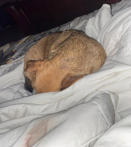 Meet your Posher, Van_sxnflower